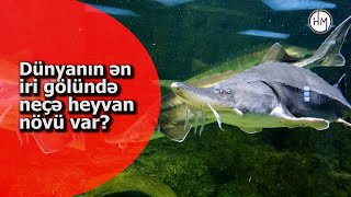 Xəzərdə Neçə Növ Canlı Yaşayır? - Dünyanin Ən Böyük Gölündə Yaşayan Nadi̇r Heyvan Növləri̇