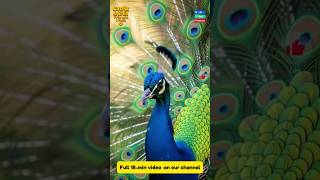 Pea Wow Macro Colors In 4K Full 18-Min On Channel