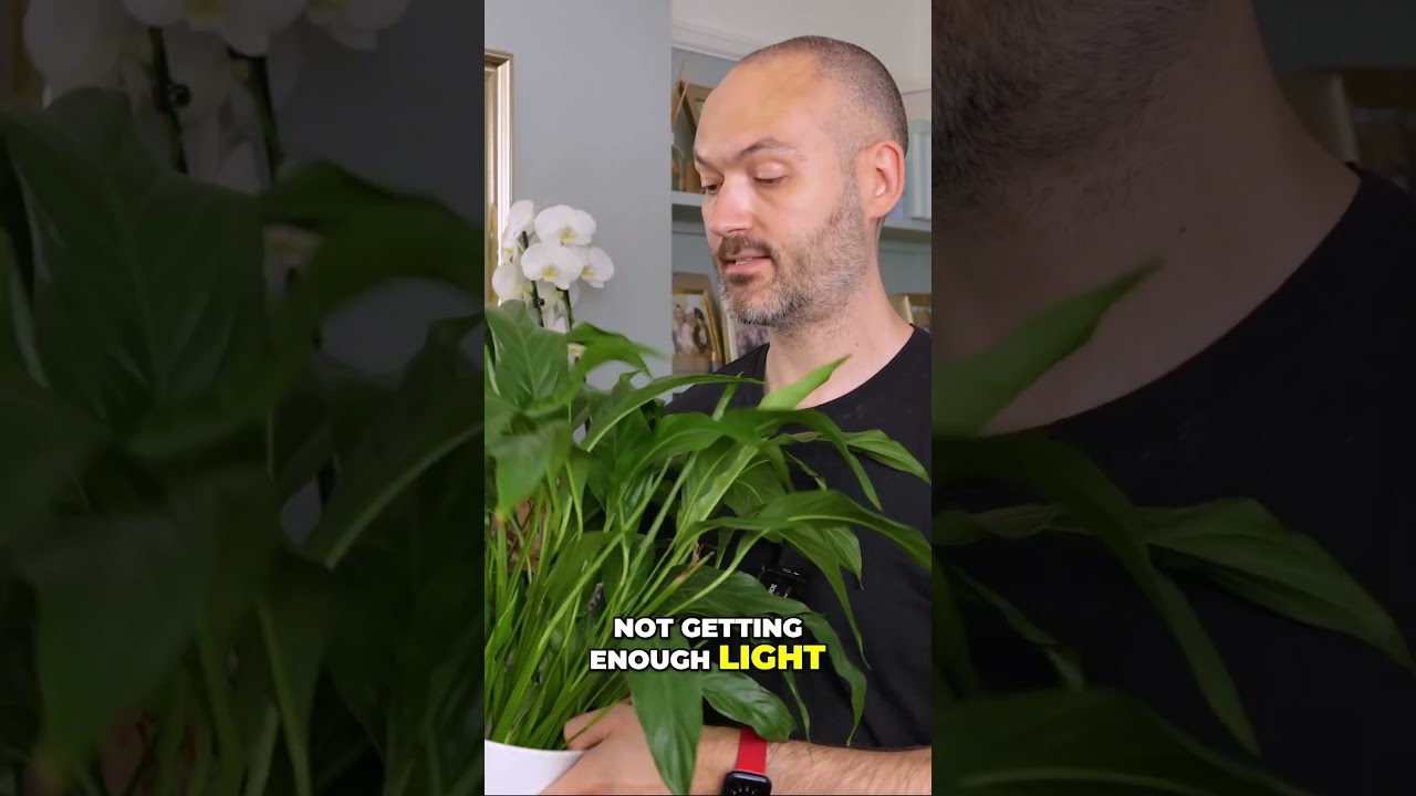 Why your Peace Lily refuses to flower