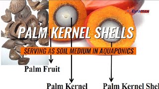 How Palm Kernel Shells Can Serve as Soil Medium in Aquaponics Farming