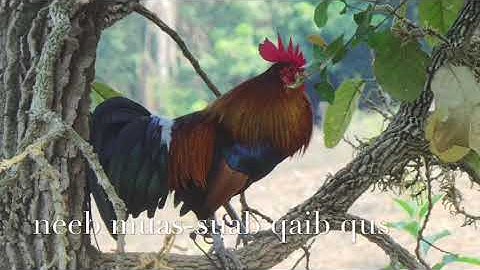 Suab qaib qua zoo(เสียงไก่อมตะ)