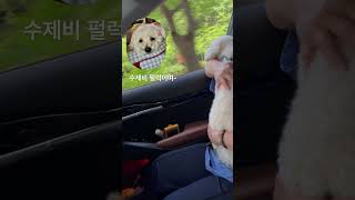 바람조쿠~수제비는 날리고~#사랑스러운동물 #펫 #이야기 #반려동물 #사랑스러운 #동물 #귀여움 #귀여운동물 #스토리 #비숑프리제 #비숑 #puppy #강아지 #강아지브이로그