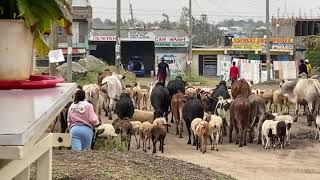 AFRICAN VILLAGE LIFE\/INSIDE MY VILLAGE MARKET