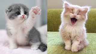 Baby Cats - Cute and Funny Cat Videos Compilation #66 | Aww Animals by Aww Animals 762,845 views 1 year ago 5 minutes, 35 seconds