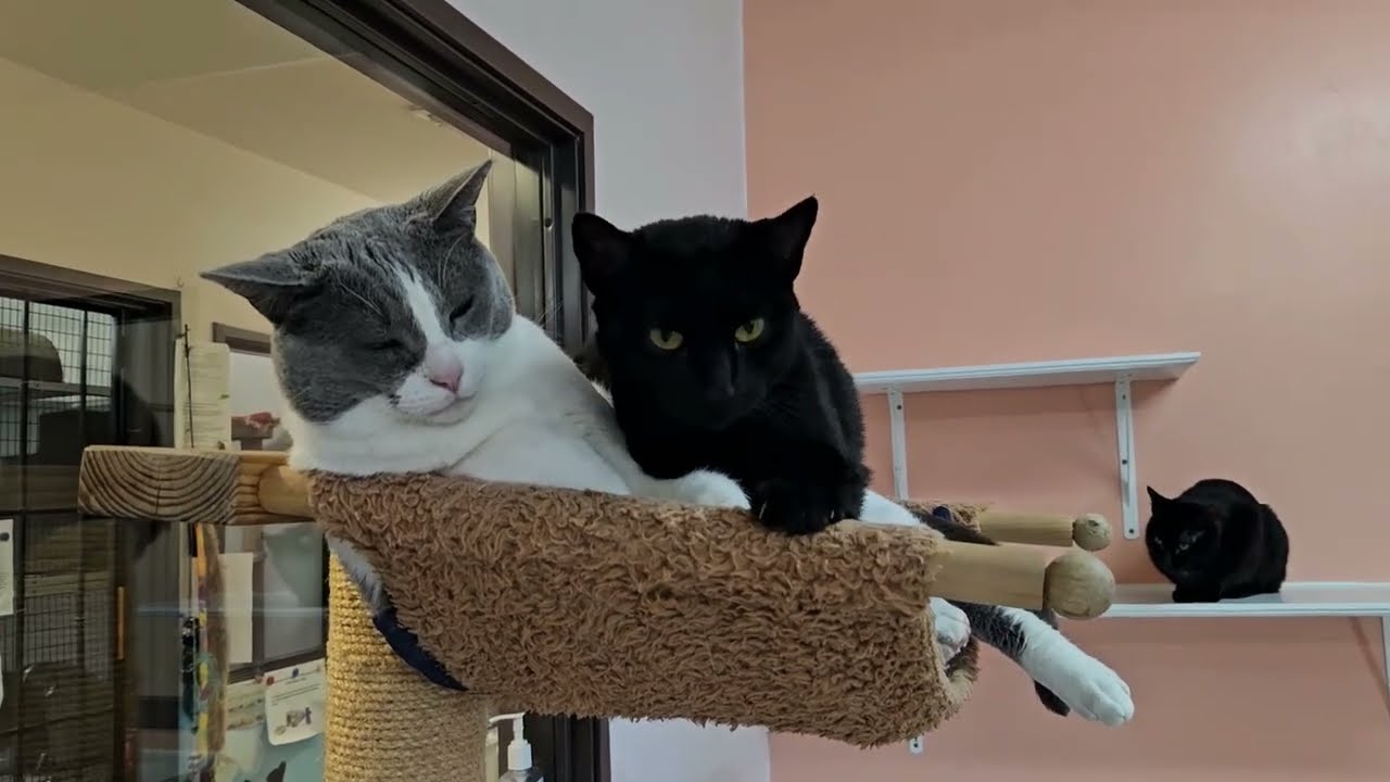 Shelter Cats Zara & Ben Disapprove of Volunteer's Intrusion on Their Love Nest! [REAL]