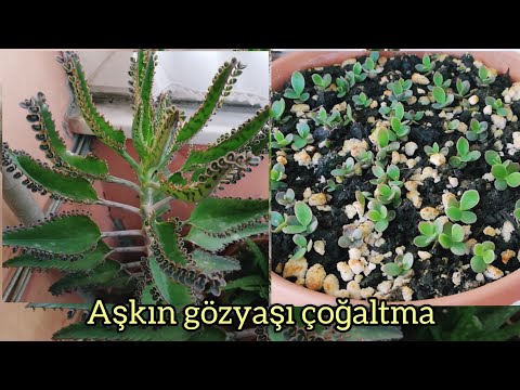 Aşkın gözyaşı nasıl çoğaltılır / AŞKIN GÖZYAŞLARI ÇİÇEĞİ BAKIMI /