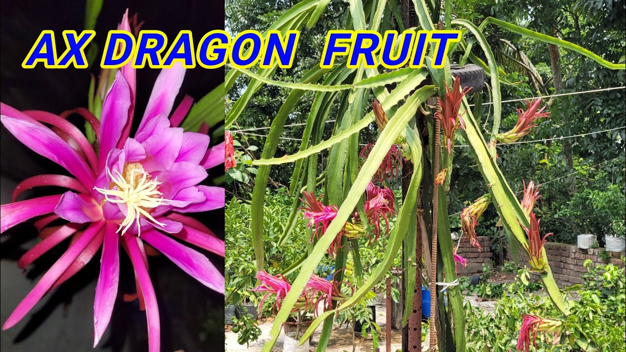 ax dragon farming care tipas. লাল ফুল ড্রাগন