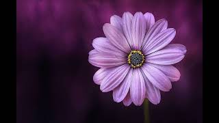 No Copyright | FreeDownload | Motion Graphics | Animation | Video Clips | Flower Purple Petals screenshot 4