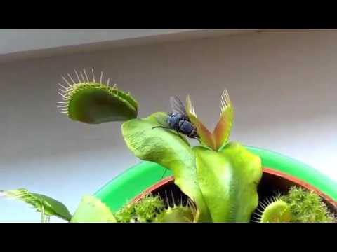 Video: Amorphophallus Alebo Vúdú ľalia. Starostlivosť, Rozmnožovanie Rozmnožovania. Kvetina. Fotka
