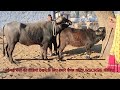 Buffalo bull meting