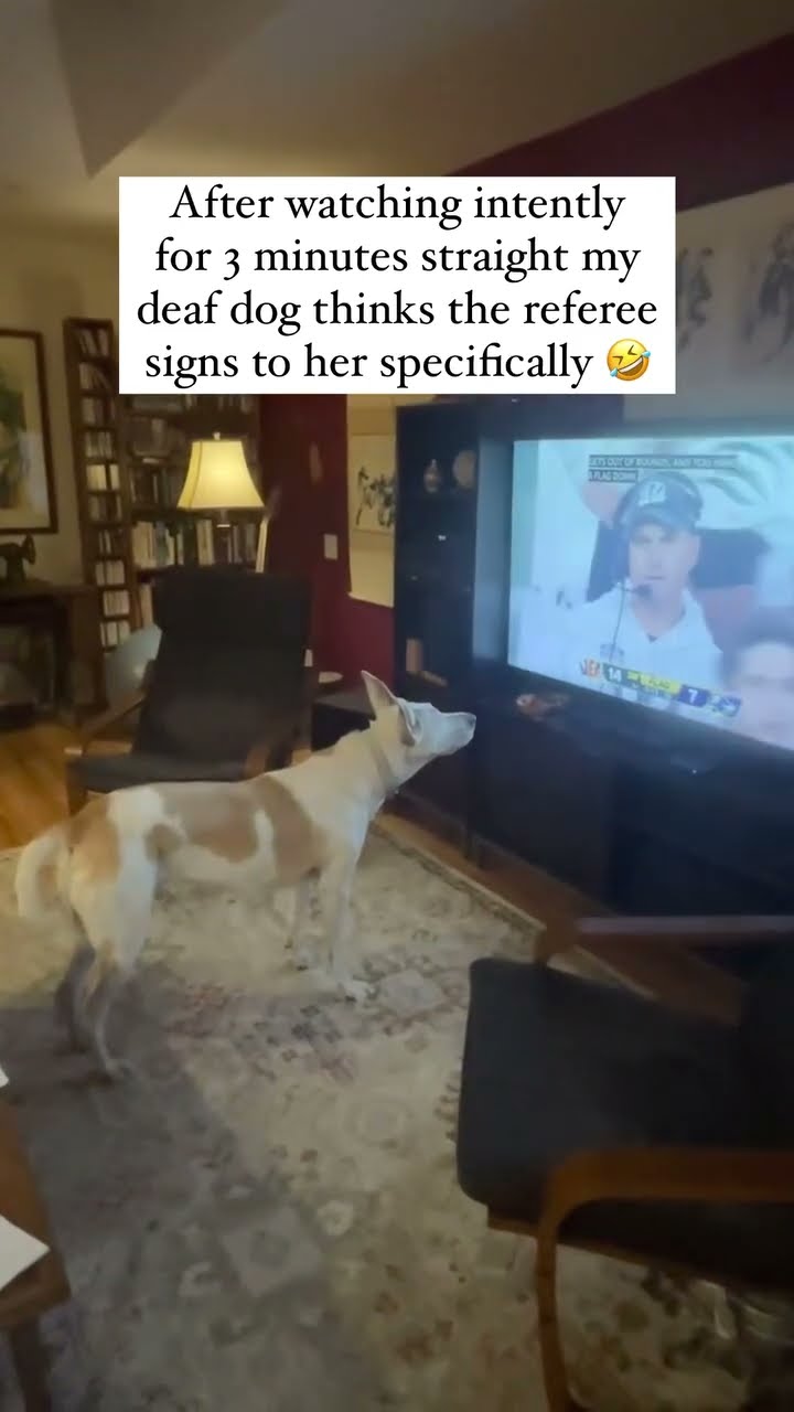 Doggo was like just tell me what the next steps are