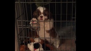 New Puppy Screaming on her First Night (Shih Tzu 8weeks old)