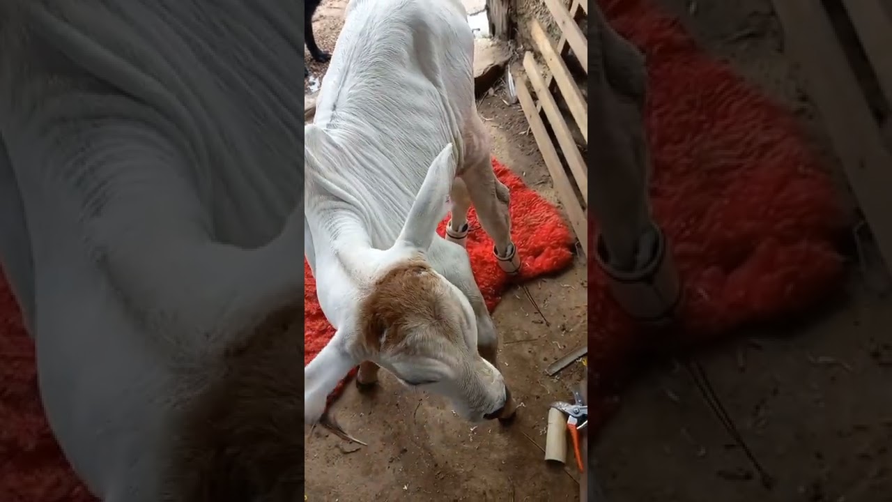 vida no campo, ,[bezerro nasci com deficiência nos dois pés] problema resolvido sem custo.