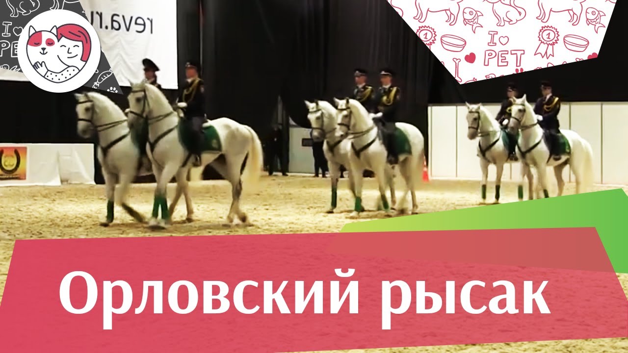 питомцы кукол лол Фестиваль орловского рысака на ЭКВИРОС 2016 iLikePet