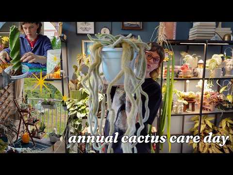 ALL of my cactus + succulents | updates, maintenance, & moving outside 🌵🌞