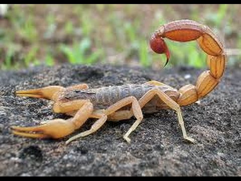 Effective Home Remedies For SCORPION STINGS!