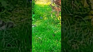 Garden visitor diary wine squirrel, two blue jays #memory #alzheimers #prevention #experiment