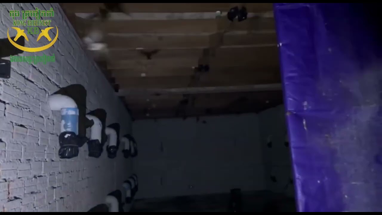 Checking Kong Birdnest Swiftlet House (Age 1.8 year)