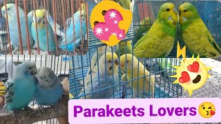 Vlog369 Parakeets Lovers😘😊🦜😊Pili Na Mga Lodi😱