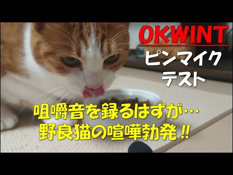 猫の咀嚼音を録ってたら野良猫の喧嘩勃発‼集音はされてる⁉【AMAZONベストセラー OKWINT コンデンサーマイク ピンマイク 高音質 ミニマイク／マイクテスト／ASMR】