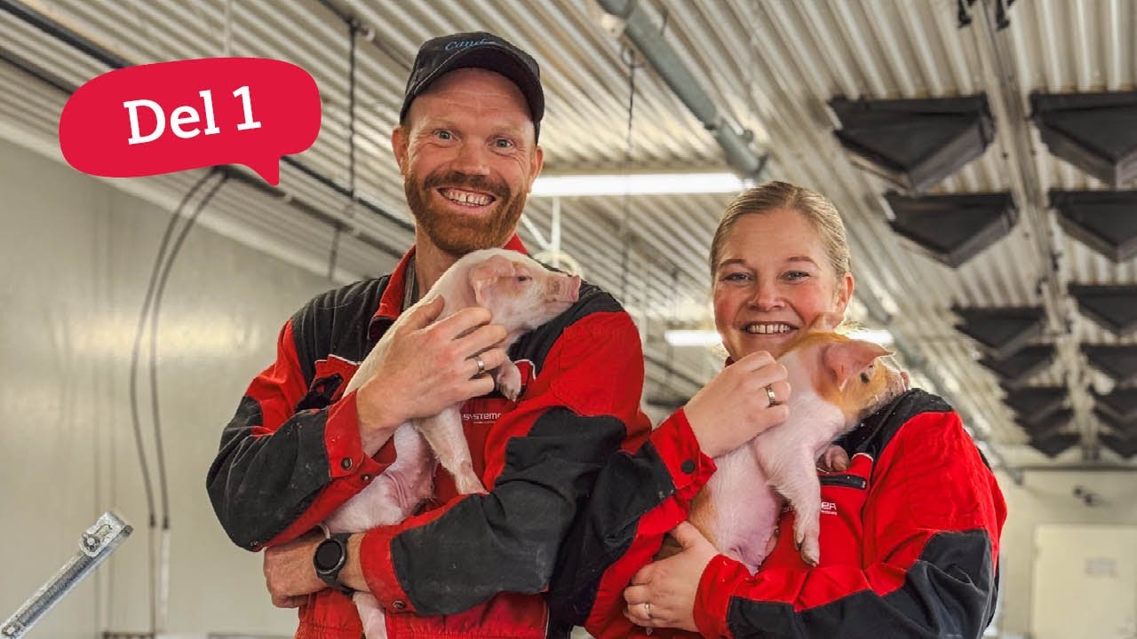 Smågrisproduksjon og SPF hos Brede Bacon – Del 1