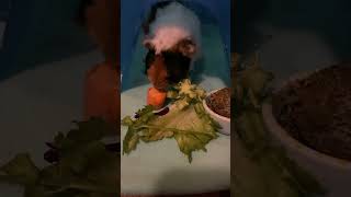 When Auntie gives you a buffet (guinea pig chewing parsley ASMR)