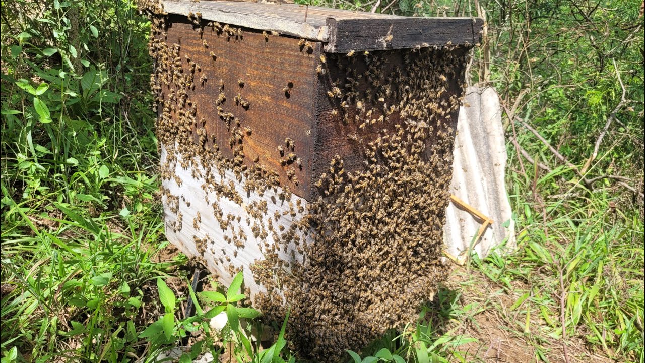 COMO preparar o enxame para ALTA PRODUÇÃO de MEL🐝🍯