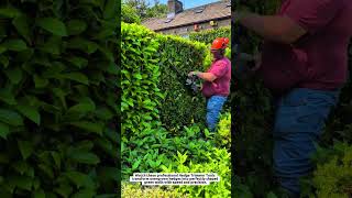 Hedge Trimmer Tools Cut 60 cm Wide Hedges with Professional Precision
