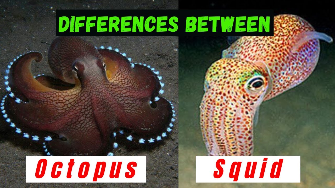 octopus vs squid