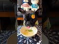 Cutest Dog Devours Jintan Egg Rolls with Raw Eggs & Chinese Toon Delight
