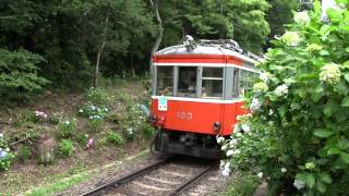 箱根紫陽花探訪 箱根登山鉄道 大平台周辺 103+107+110 下り