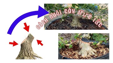 Cắt và nuôi cây trực lắc ( cây bài)