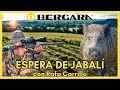 🐗 ESPERA DE JABALÍ con RAFA CARRILLO y el rifle BERGARA BA13 TD Thumbhole Camo Strata