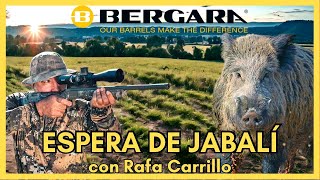 🐗 ESPERA DE JABALÍ con RAFA CARRILLO y el rifle BERGARA BA13 TD Thumbhole Camo Strata