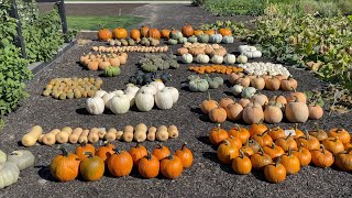 Pumpkin & Squash Harvest!  // Garden Answer