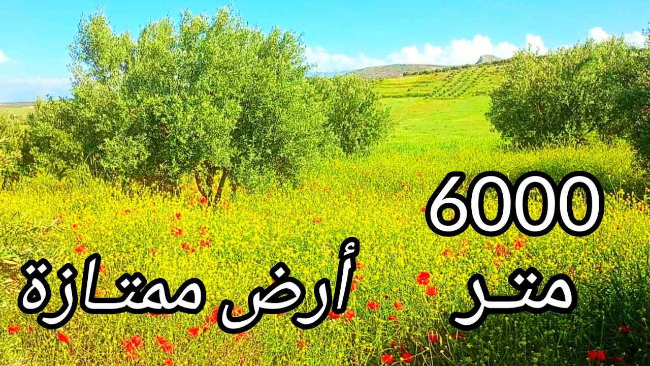 2025/04/29 : أرض ممتازة 6000 متر ملكية عدلية بها 57 زيتونة بثمن 15 مليون . الهاتف : 0652902061