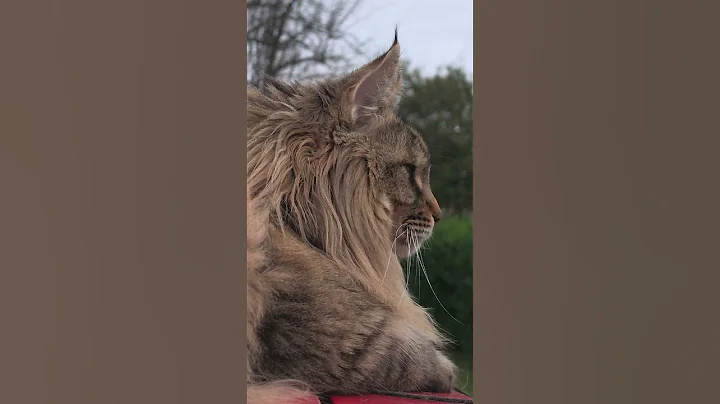 Video 7709351: maine coon cross, siberian