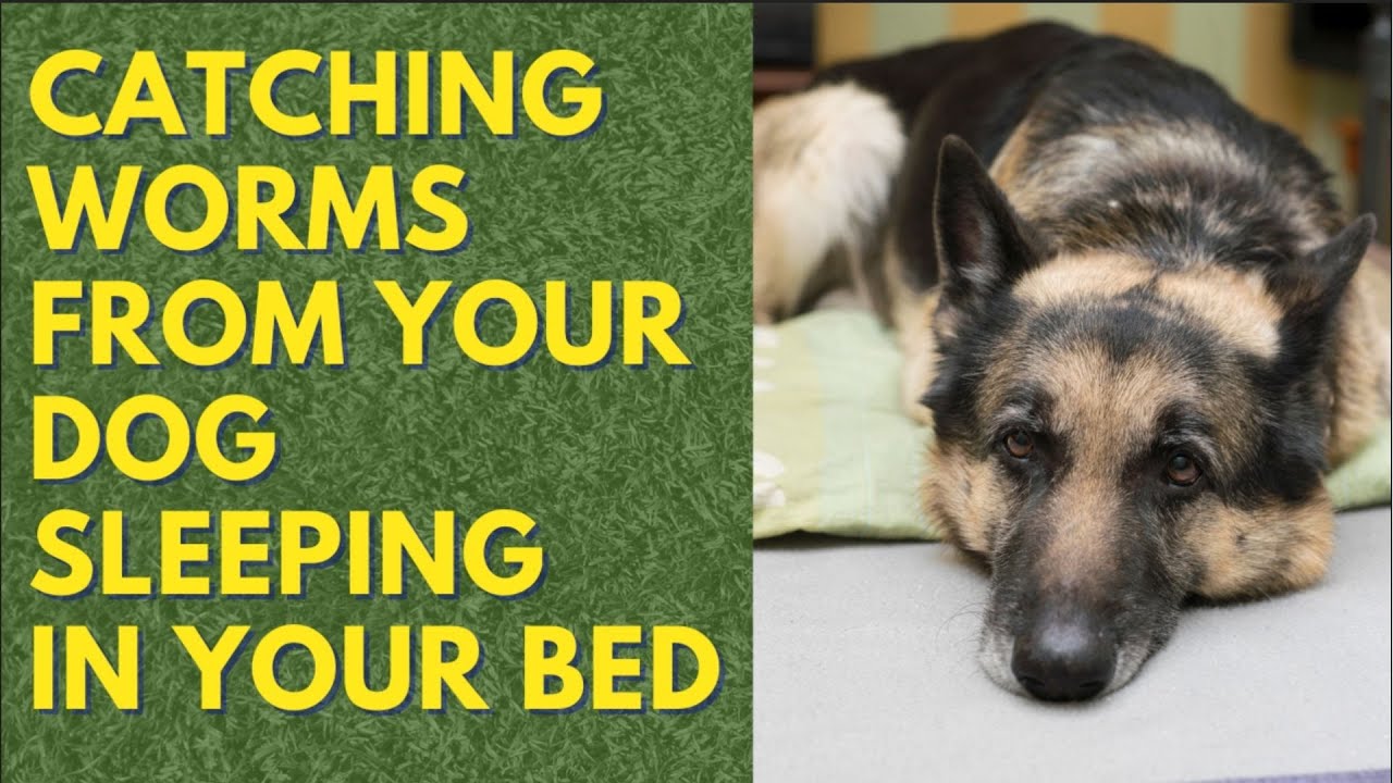 can you get worms from your dog sleeping in your bed