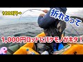2馬力ボートでサバのノマセ釣りしたら予想外の奴が挑戦してきた。