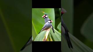 জাভা ফিঞ্চ পাখির দাম কত? | জাভা পাখি বাজারমূল্য ২০২৫ | Java Finch Price #shorts #ফিঞ্চ_পাখি #পাখি