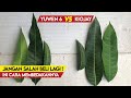 Jangan Sampai Salah! Cara Membedakan Daun Mangga Yuwen 6 dan Mangga Kiojay