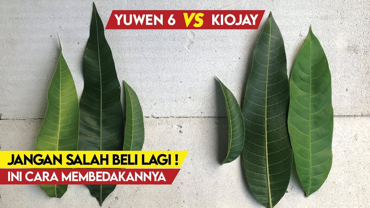 Не ошибайтесь! Как отличить листья манго Yuwen 6 от листьев манго Kiojay