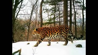 Звуки дальневосточного леопарда. Sounds of the Far Eastern leopard.