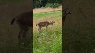 Buck Grazing in the Meadow