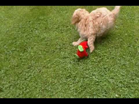 over the moon labradoodles