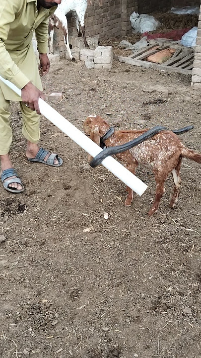 Snake around goat's neck