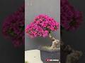 Beautiful Flowering Bougainvillea Bonsai