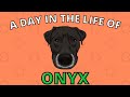 A DAY IN THE LIFE OF ONYX