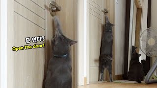 I tried to capture the lovely side of the cat! (ENG SUB) by 젤리공작소 (4마리 고양이) 4,332 views 2 years ago 5 minutes, 49 seconds