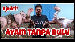 Ajaib!!! AYAM TANPA BULU bisa hidup normal dan tahan cuaca dingin